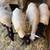 Dorper sheep 3 thumbnail