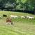 Nigerian Dwarf Goats Does, Doelings, Bucks, Bucklings 6 thumbnail