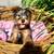 Yorkshire terrier 3 thumbnail