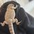 Rehome Bearded Dragon 3 thumbnail