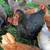 Laying chickens , broilers and fresh eggs 3 thumbnail