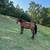 Gaited Horse Gelding 2 thumbnail