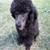 Standard poodle 1 thumbnail