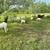 Boer goats 2 thumbnail