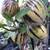 Pepino Melon plants 1 thumbnail