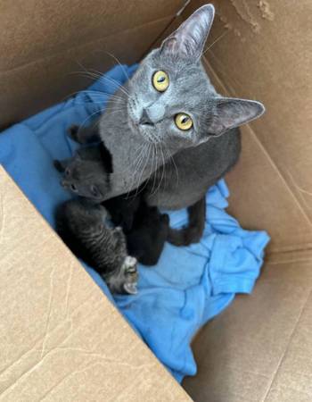 Rehoming Kittens & Adult Female Cat (Brooklyn)63875423554563123