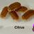 Bio Active Clean up Crew - Isopods and Springtails 9 thumbnail