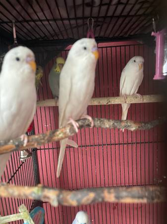 3 white parakeet 1