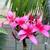 Plumeria Trees 5 thumbnail