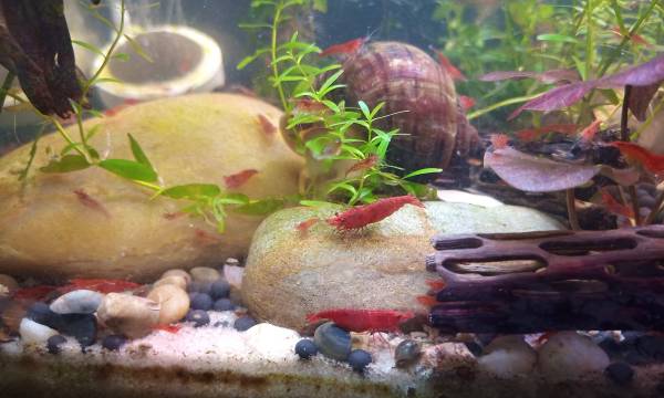 Camarones cereza63687883121795122