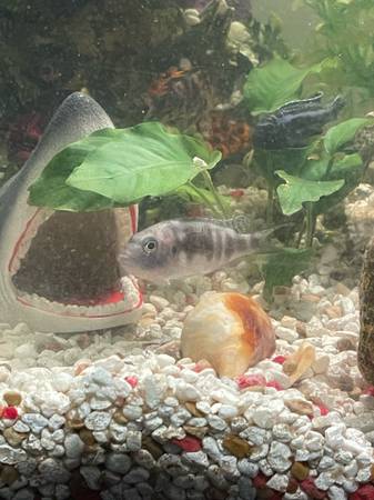 Fish Tank (Aurora)63679569851777123