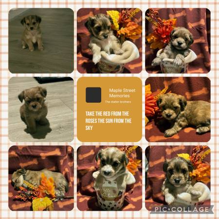 Morkie Puppies For Rehoming Arlington, TX64311416750721120