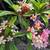 PLUMERIAS! LUSH & FRAGRANT! NOW IN BLOOM! 10 thumbnail