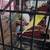 Six parakeets 3 thumbnail