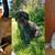Dog Walker/ Sitter/Boarder 1 thumbnail