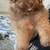 Male pomapoo 2 thumbnail