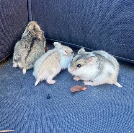 Baby dwarf hamsters (Aurora)63679552771969120