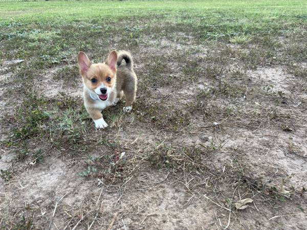 Última perra corgi (Gregory)63622345854979121