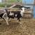 Ram Lambs 1 thumbnail