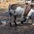 Nigerian Dwarf Wether 2 thumbnail