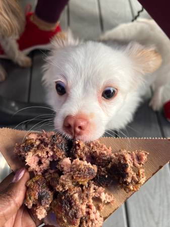 1 year old Pom-Chi In need of rehoming (Chula Vista)64038278774275120
