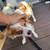 Chihuahua mix Rescue 5 thumbnail