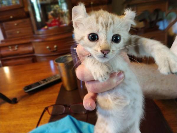 9 week female ,great markings (San Marcos,Twin Oaks Valley)63841744863873120