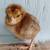 Olive Egger Chicks 1 thumbnail