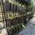 🌴 RARE & COLD-HARDY PALMS — TEXAS GROWN — SHIPPING + DFW DELIVERY! 8 thumbnail