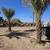 Palm Trees for sale 3 thumbnail