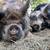 IPP Breeding pair 1 thumbnail