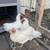 Chickens 8 thumbnail