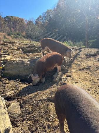 Hereford Hogs for sale 1