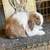 Holland lop baby bunnies 4 thumbnail