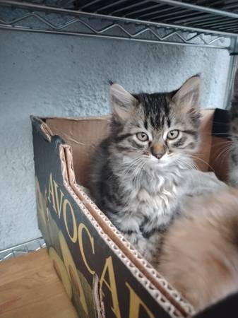 Buscando amor? (richmond / point / annex)63861571366017123