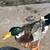 Ducks 1 thumbnail