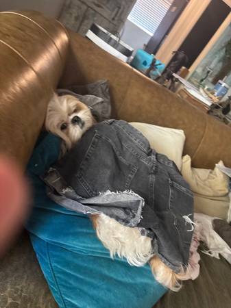 Lost Shitzhu female (Cedar Elm)64145658686337120