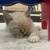 Beatuiful ragdoll kitten 13 thumbnail