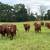 cows 10 thumbnail