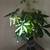Plants 1 thumbnail