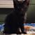 Kittens Needing Homes 4 thumbnail