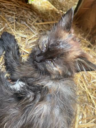 Kittens (Hookstown)63882391238787123