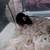 Mouse 2 thumbnail