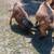 Registered Nigerian Dwarf Doeling 2 thumbnail