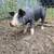 Feeder pigs 5 thumbnail