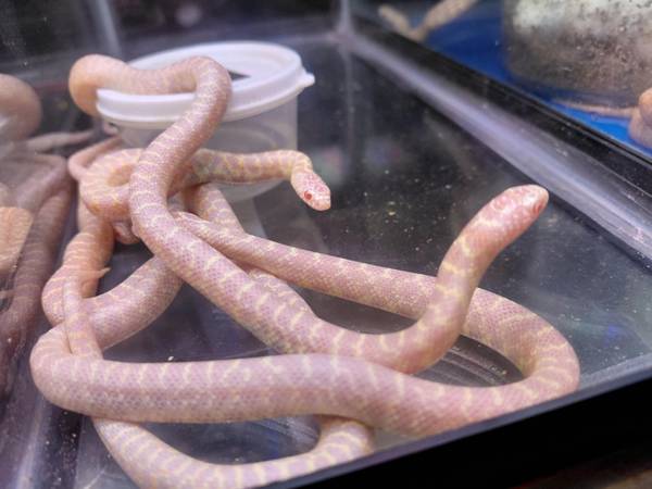 Cobras bebés disponibles para adopción==Bebés reyes mexicanos negros (costa sur)63700641498753121