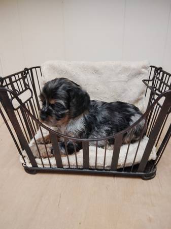 American Cocker Spaniel puppies 1