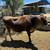 Purebred Jersey Heifer 2 thumbnail