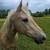 Quarter horse Morgan Cross gelding 3 thumbnail