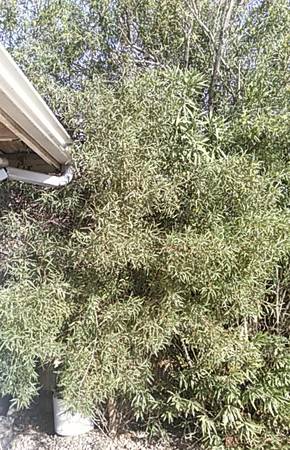 TREE does NOT need water! 1